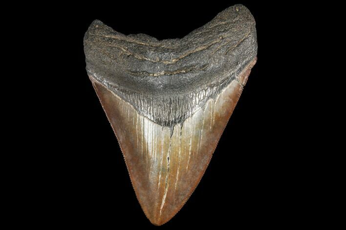 3.88" Fossil Megalodon Tooth - Serrated Blade